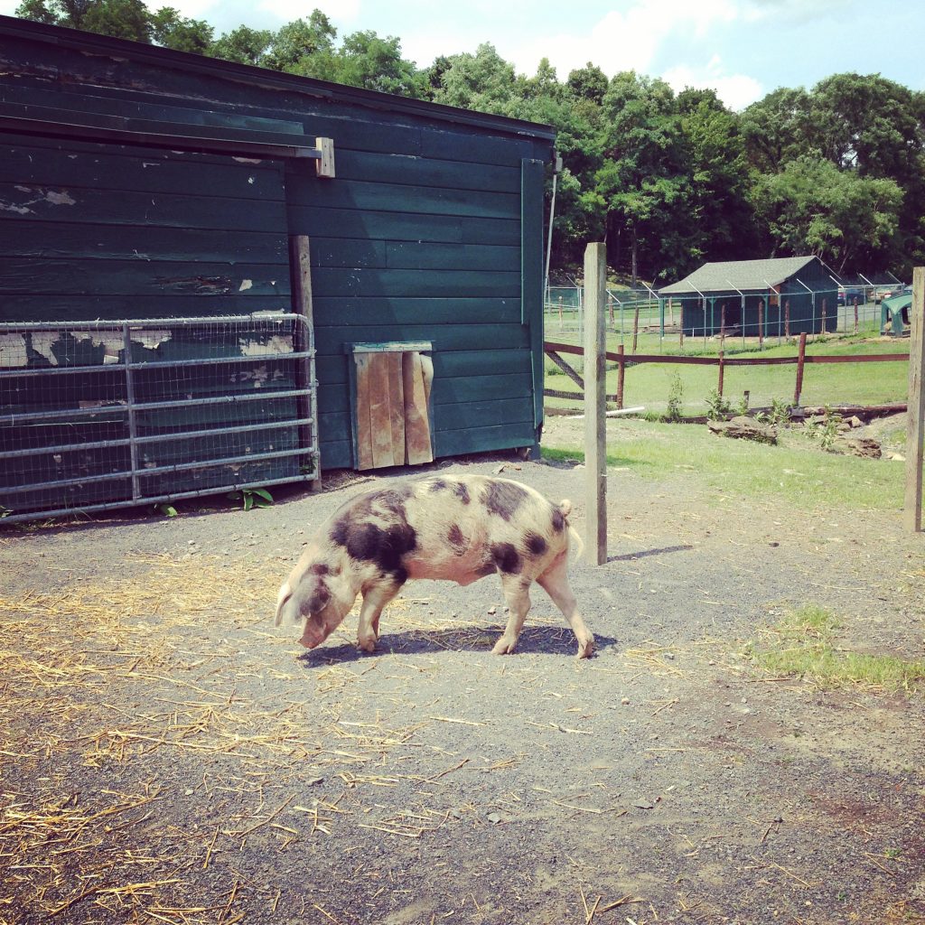 Farm Sanctuary Pig